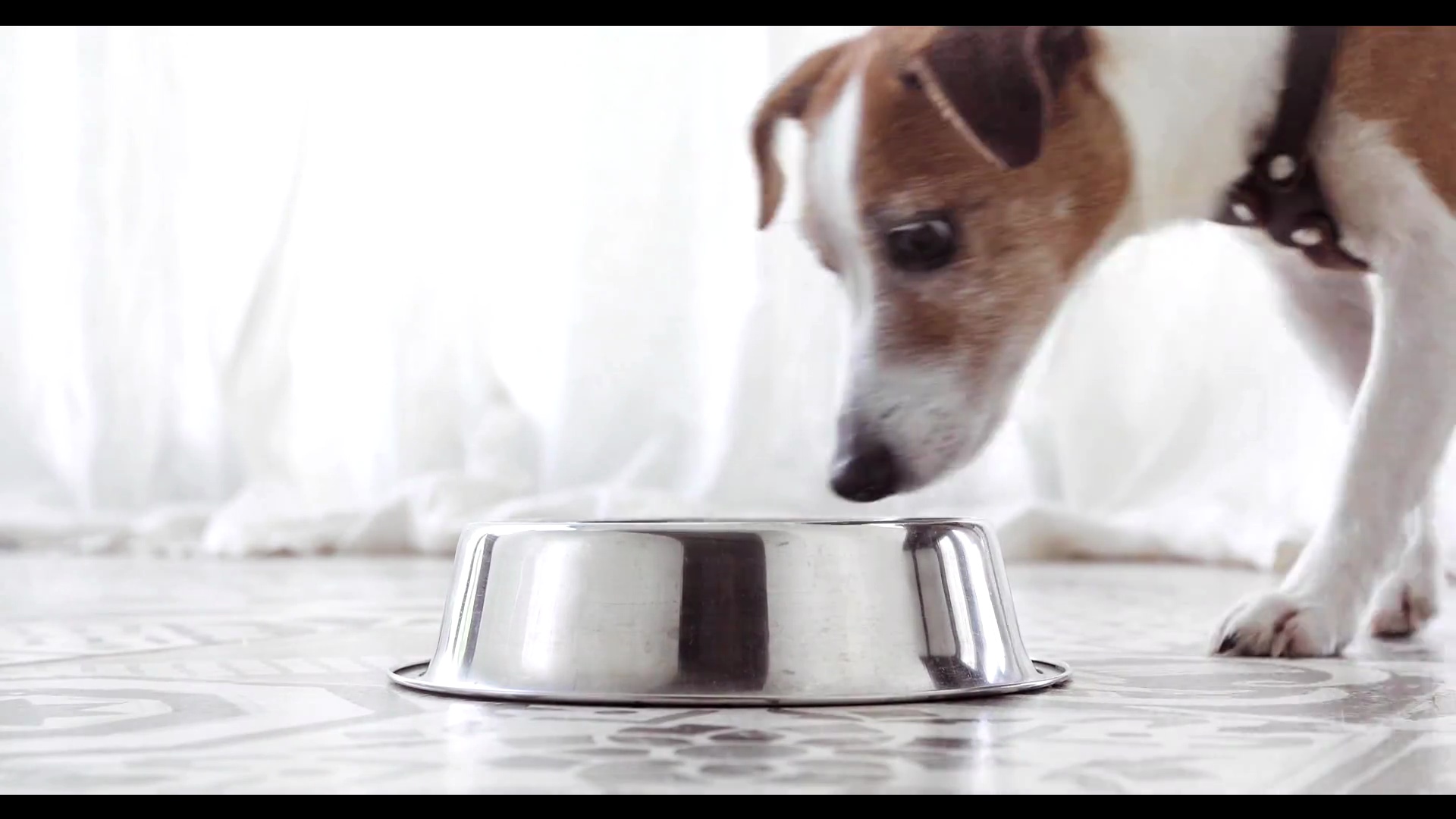 杰克·罗素猎犬吃食物的特写镜头
