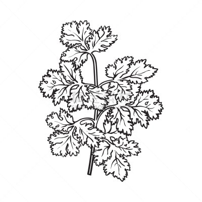 芫荽叶,草本,叶子,蔬菜,清新,香料,食品,成分,调味品,烹调