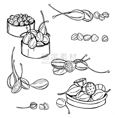 水果,草图,绘画插图,马槟榔,花蕾,矢量,盐渍食品,自然界的状态,香料,食品