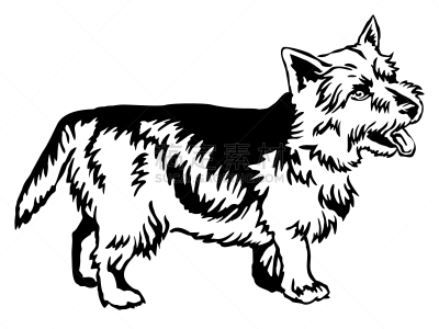 华丽的,诺维奇犬,注视镜头,分离着色,可爱的,轮廓,白色,自然,纯种犬,站