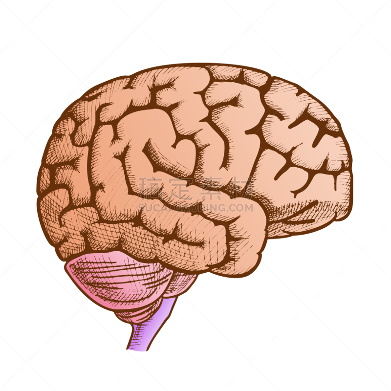 侧面视角,彩色图片,动物头,人脑,健康保健,复古,思考