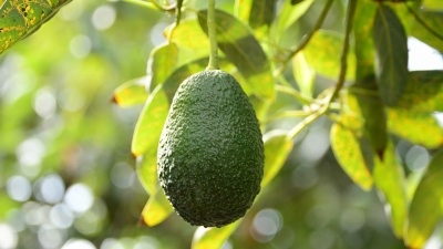 收获时挂在种植园树枝上的鳄梨果实