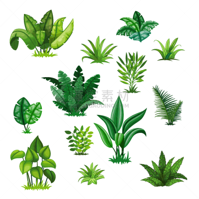 热带灌木,反差,鸡尾酒,自然,矢量,植物,图像,绿色,植物群,草