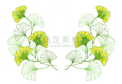 对称,叶子,式样,银杏,多色的,华丽的,健康保健,摆拍,草,涂料