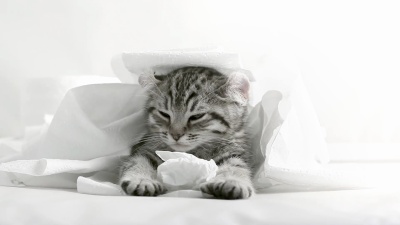 猫睡觉