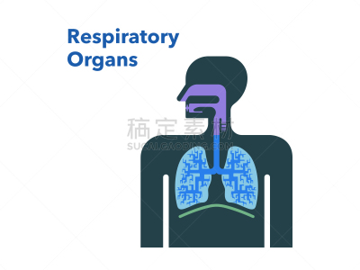 简单,绘画插图,呼吸系统,鼻腔,英语,背景分离,人类肺脏,支气管,剪贴画