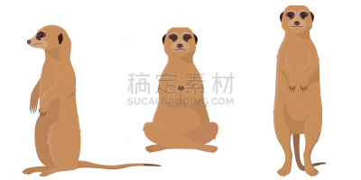 海岛猫鼬,注视镜头,反差,可爱的,背景分离,野生动物,哺乳纲,动物,坐,站