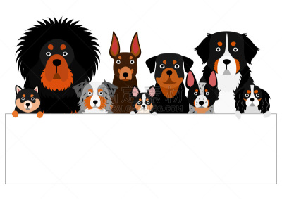 狗,动物群,白板,纯种犬,背景分离,边框,牧羊犬,警犬,日本柴犬,哈巴狗