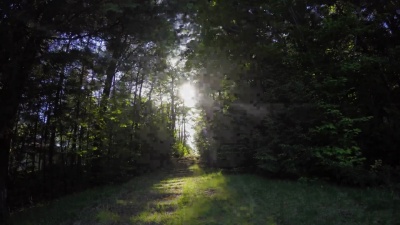  林木林道日出Timelapse