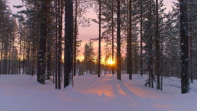 空中特写 在金色的日落时分，飞过冬季森林中白雪皑皑的松树。