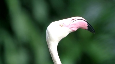 火烈鸟