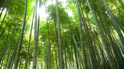 阳光在日本京都的Arashiyama竹林漫步