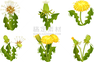 dandelion flowers with bright yellow blossom