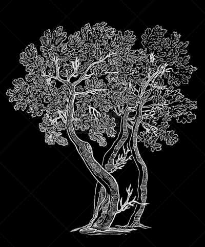 华丽的,图像,橡树,自然,季节,枝,小的,嫩枝,叶子,相伴