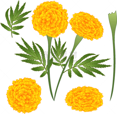 万寿菊,分离着色,白色,黄色,白昼,黄金,花朵,植物群,花,装饰