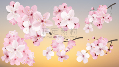 暗色,自然美,粉色,花朵,光,樱之花,华丽的,计划书,浪漫,爱