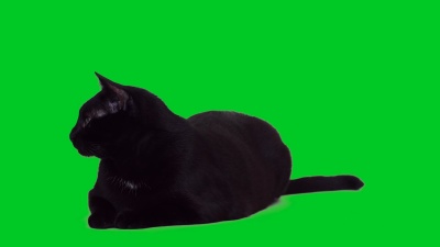  黑猫躺在绿色屏幕上
