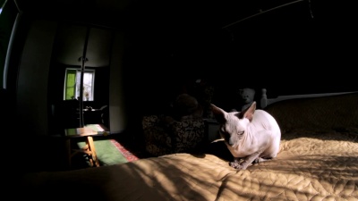 Sphynx猫坐在房间的床上，包括医疗中的杜宾犬项圈