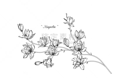 玉兰类,贺卡,边框,复古风格,春天,植物,夏天,线条画,草图,绘画插图
