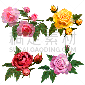 玫瑰,白色,黄色,自然,红色,粉色,照相写实主义,花朵,布置,装饰