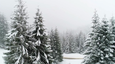 冬天的喀尔巴阡，在暴风雪中飞过冷杉树