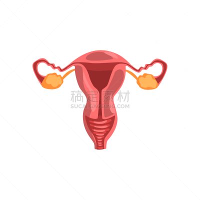 女性生殖系统,卵子,卵巢,子宫颈,人,女人,顺序,健康保健