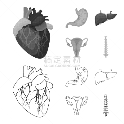 人,图标集,人类的生殖器官,卵巢,胆囊,冠状动脉,主动脉,脊柱
