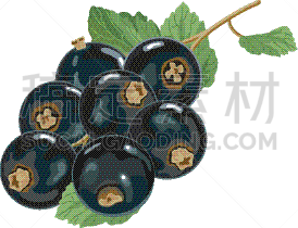 黑醋栗,叶子,白色,绿色,黑色,闪亮的,清新,图像,矢量,特写