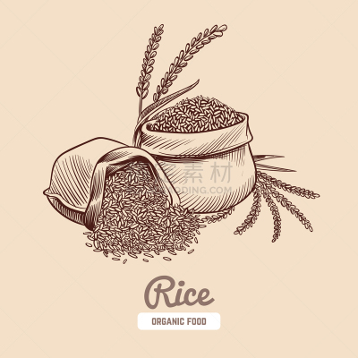 仁,动物手,宠物食盘,背景聚焦,稻,稻田,插画,谷物,创造力,绘制