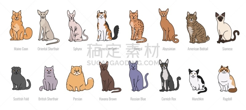 矢量,绘画插图,猫,似人脸,线条,分离着色,舞台,草图,奉承,坐
