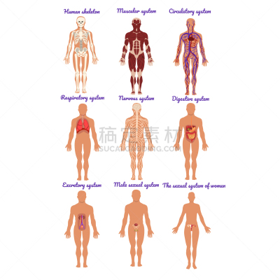 健美身材,顺序,个性,生物学,健康保健,人,男人,布置