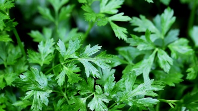 雨天里的欧芹叶子