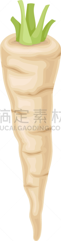 偏远的,荷兰防风草,叶子,根部,绿色,一个物体,农业,华丽的,蔬菜,素食