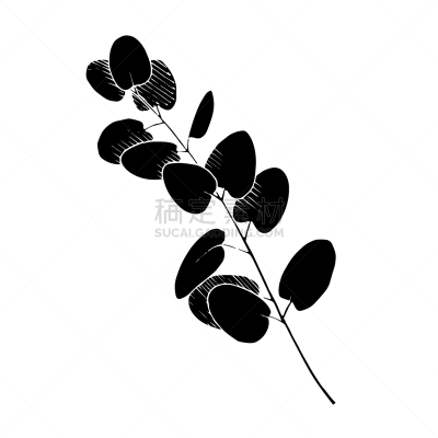 绘画插图,雕刻图像,枝,艺术,叶子,矢量,墨水,桉树,分离着色,黑白图片