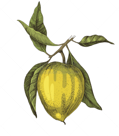 hand drawn lucuma fruits on a branch