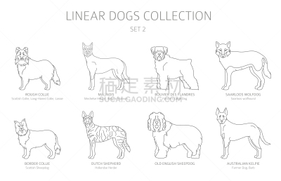 狗,分离着色,线条,白色,极简构图,可爱的,纯种犬,法兰德斯畜牧犬,梗犬,收集