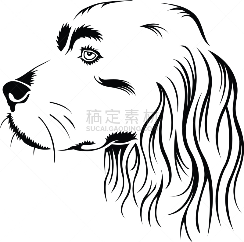 斯班尼犬,矢量,田地,可卡犬,肖像,图像,狗,工作