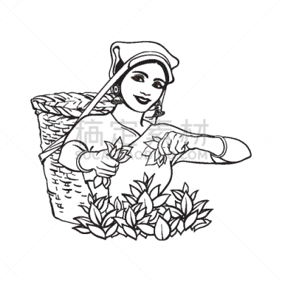 女人,草图,茶树,当地著名景点,分离着色,农业,亚洲,自然,传统,收集