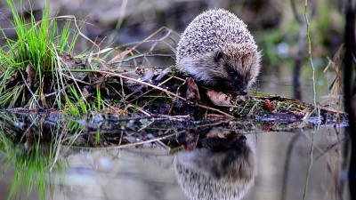 刺猬和水