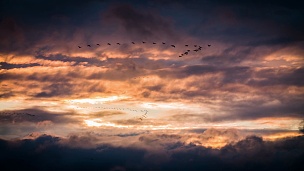 迁徙的鸟在戏剧性的日落天空中飞翔
