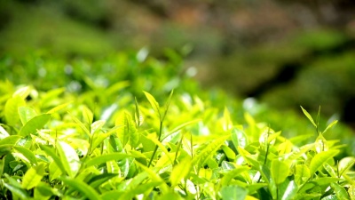 绿茶叶子特写