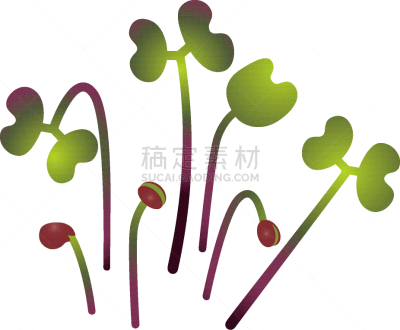红球甘蓝,白色,植物学,蔬菜,素食,清新,维生素,抗炎,植物群,串