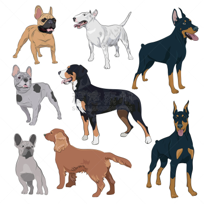 狗,白色,分离着色,狗屋,纯种犬,梗犬,哺乳纲,站,收集,服从