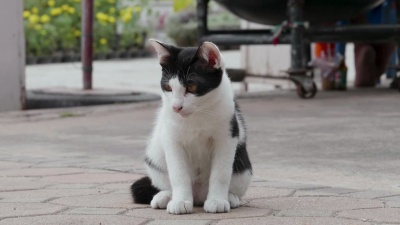 街头猫