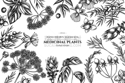 罗勒,当归,花纹,黑白图片,迷迭香,圣约翰草,香料,多样,刺柏属丛木,芳香疗法