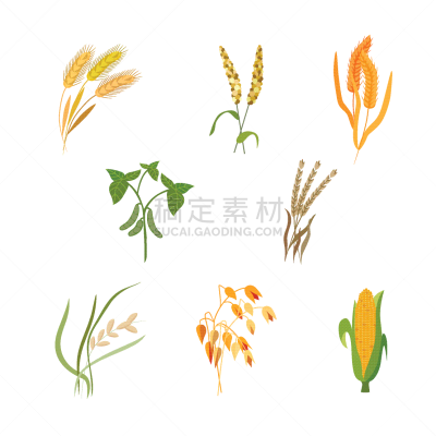 反差,谷物,白色,干的,环境,农业,自然,布置,收集,瘦身