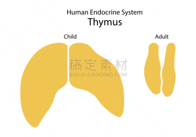 比较,儿童,胸腺,绘画插图,人,成年的,内分泌系统,矢量,扁平化设计,生物学