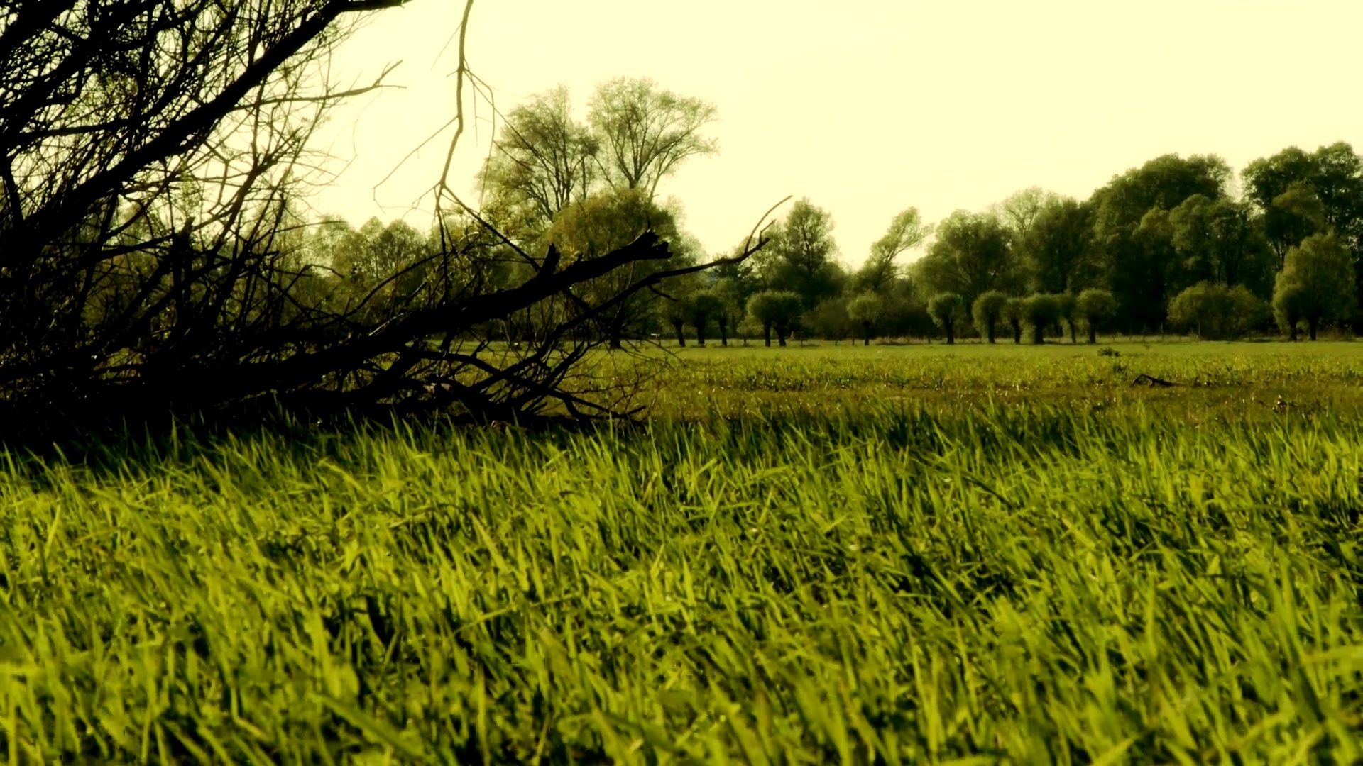 夏季草甸-Sommerlandschaft MIT Wiese und B？Umen