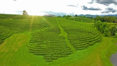 山上茶园梯田鸟瞰。