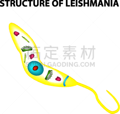 利什曼原虫,生物学,健康保健,脚踏车,显微镜,鞭毛,蚊子,移动式,动物